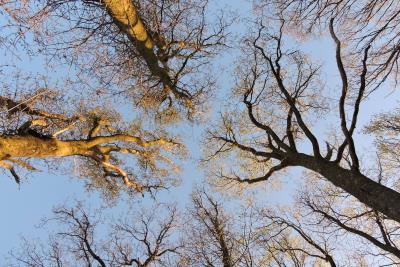 654 WORMS EYE VIEW.JPG